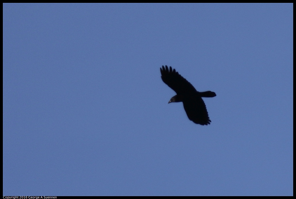 1007-233741-03.jpg - American Crow