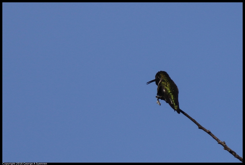 1008-001335-01.jpg - Anna's Hummingbird
