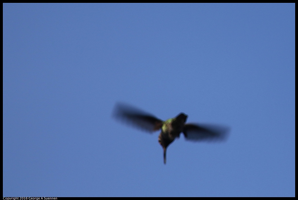 1008-001512-02.jpg - Anna's Hummingbird