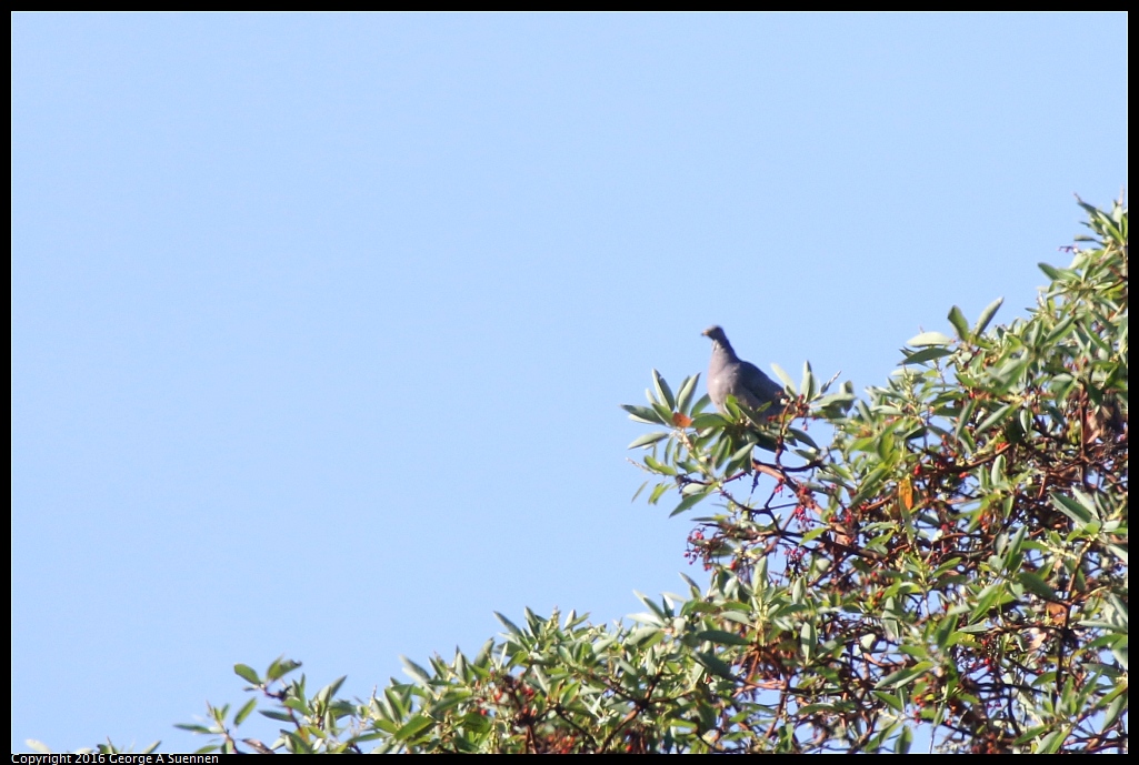 1008-002138-01.jpg - Band-tailed Pigeon