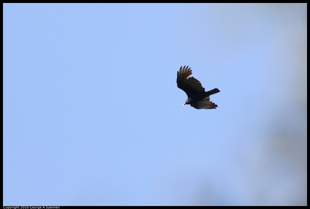 1008-014522-02.jpg - Turkey Vulture