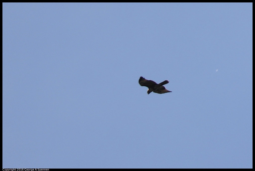 1008-015035-01.jpg - Red-tailed Hawk (?)