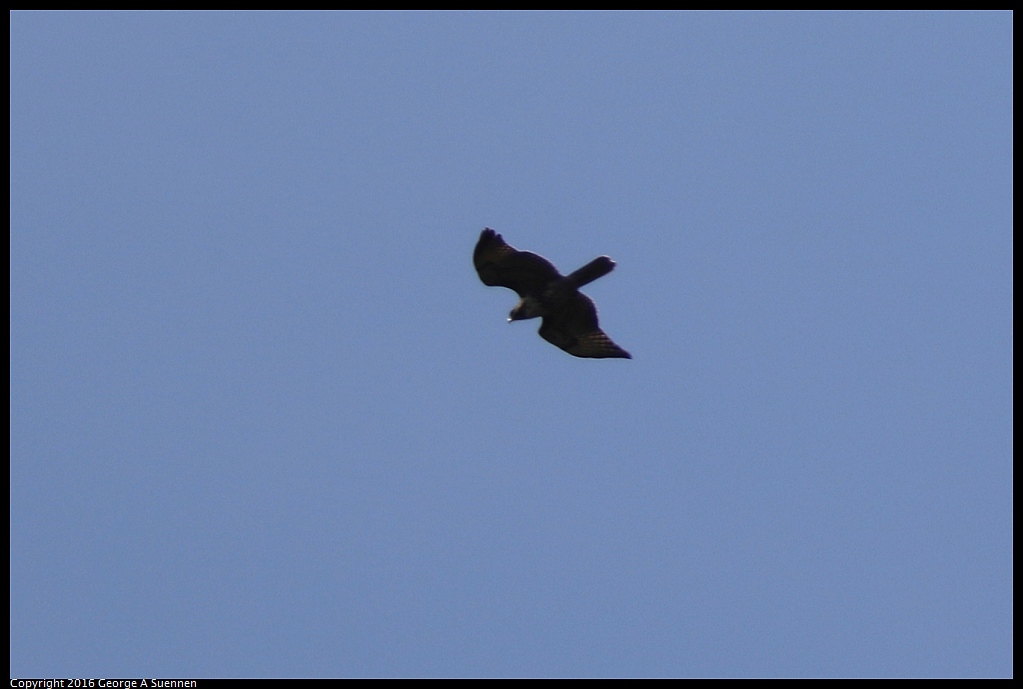 1008-015037-01.jpg - Red-tailed Hawk (?)