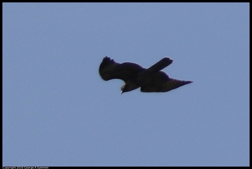 1008-015038-02.jpg - Red-tailed Hawk (?)