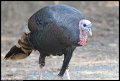 
Wild Turkey - Tilden Park, Berkeley, Ca - October 7, 2016
