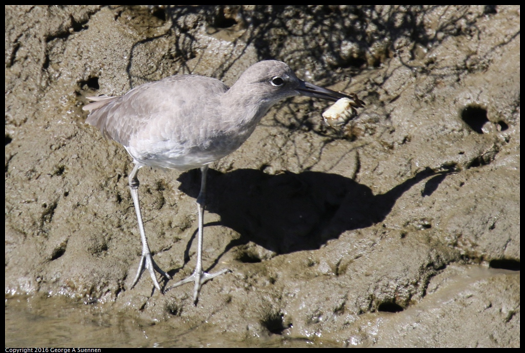 1010-054418-02.jpg - Willet and Crab
