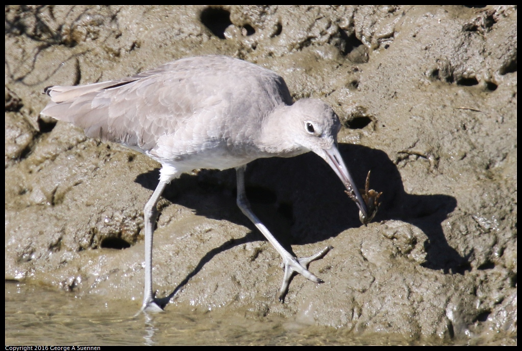 1010-054423-01.jpg - Willet and Crab