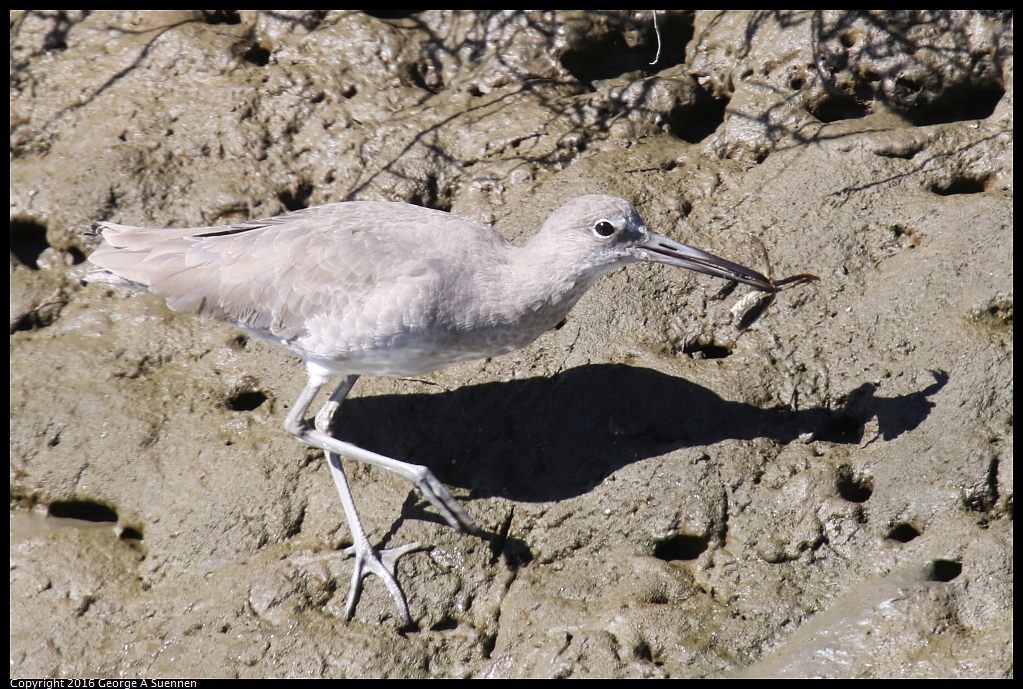 1010-054424-04.jpg - Willet and Crab