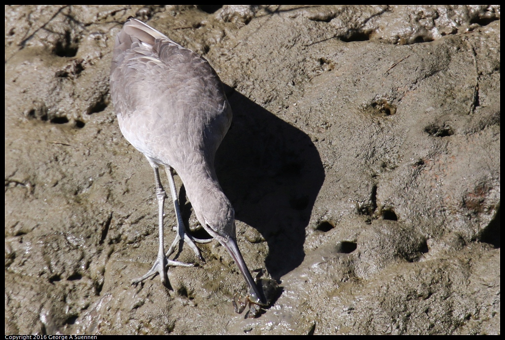 1010-054426-03.jpg - Willet and Crab