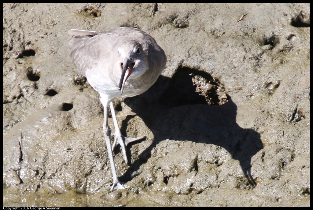 1010-054440-01.jpg - Willet and Crab