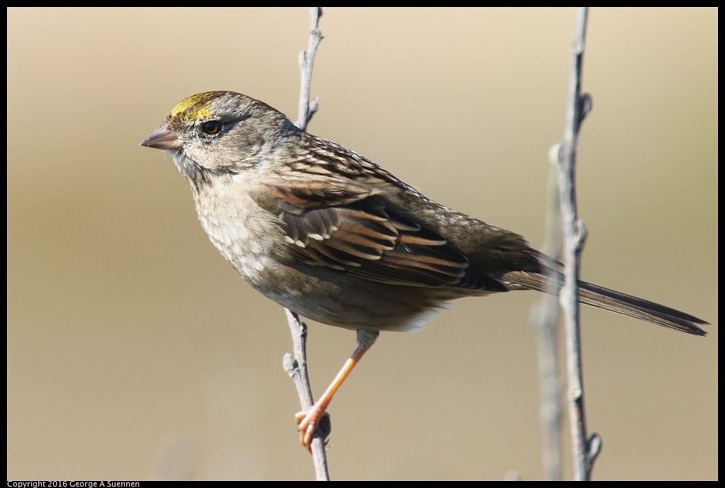 1010-054952-02.jpg - Golden-crowned Sparrow