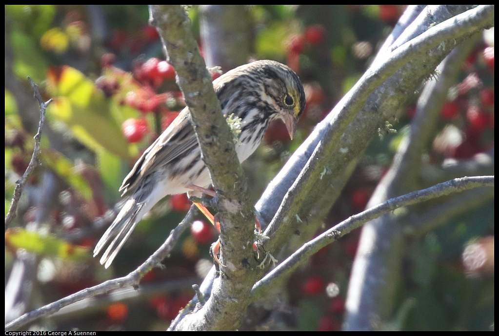 1010-060115-04.jpg - Savannah Sparrow