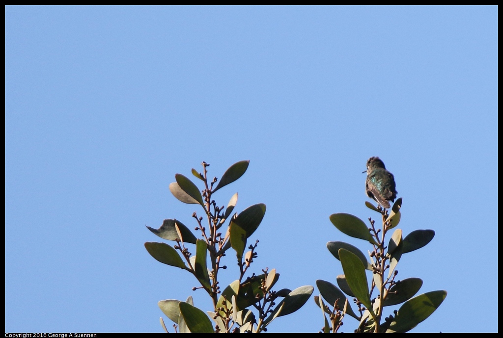1010-060657-01.jpg - Anna's Hummingbird