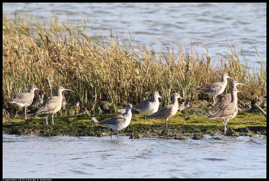 1010-071524-01.jpg - Whimbre, Willet, and Godwitl