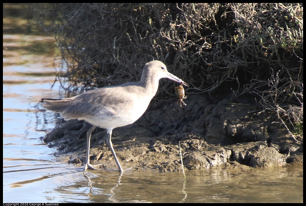 1010-071942-02.jpg - Willet and Crab