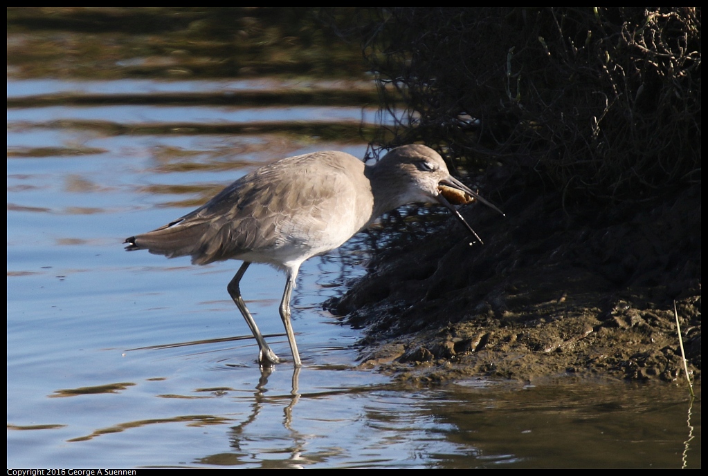 1010-072002-02.jpg - Willet and Crab