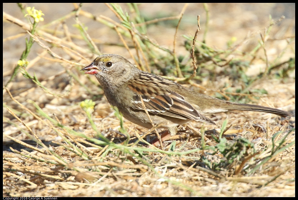 1010-072421-01.jpg - Golden-crowned Sparrow