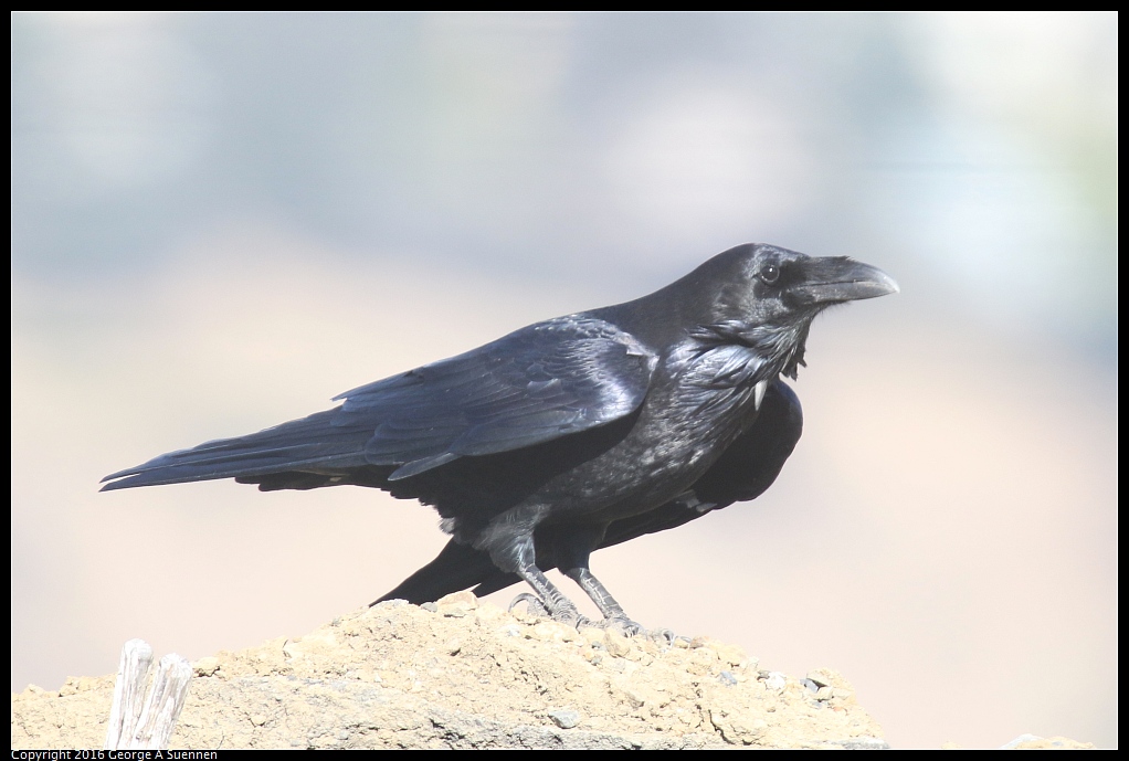 1010-072735-04.jpg - Common Raven