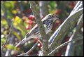 
Savannah Sparrow - Richmond, Ca - October 9, 2016
