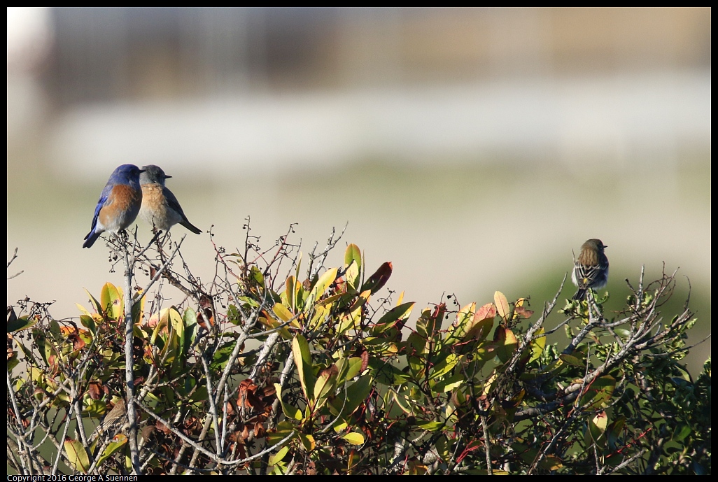 1217-161536-01.jpg - Bluebird and Yellow-rumped Warbler