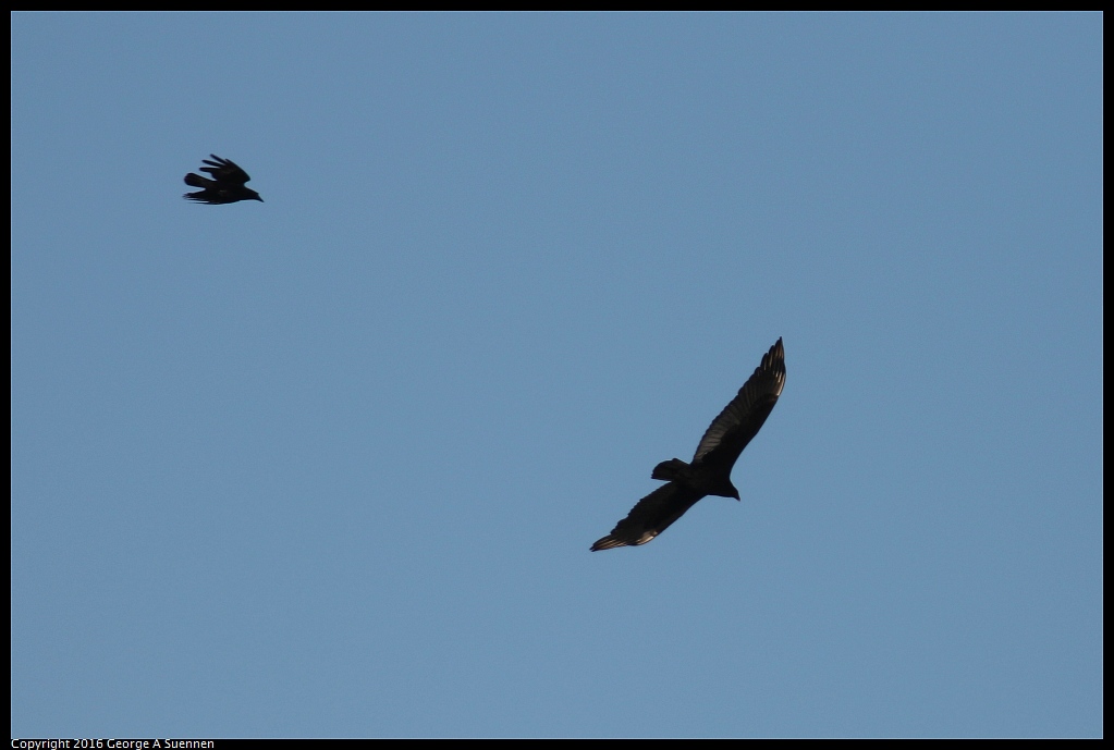 1217-162053-01.jpg - American Crow chasing Turkey Vulture