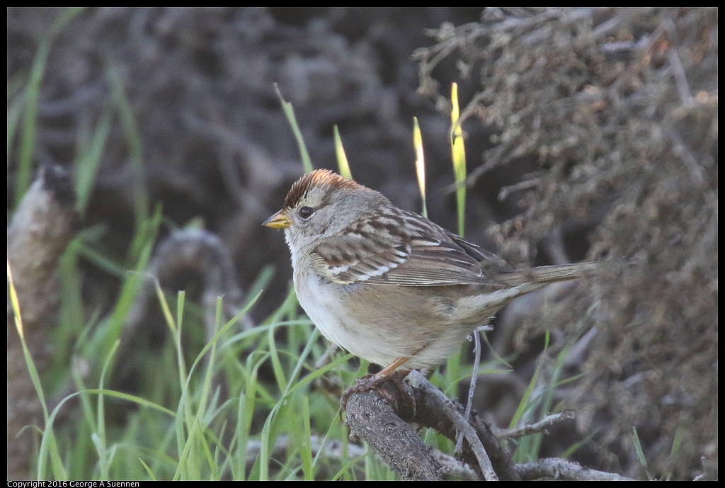 1217-162942-01.jpg - White-crowned Sparrow