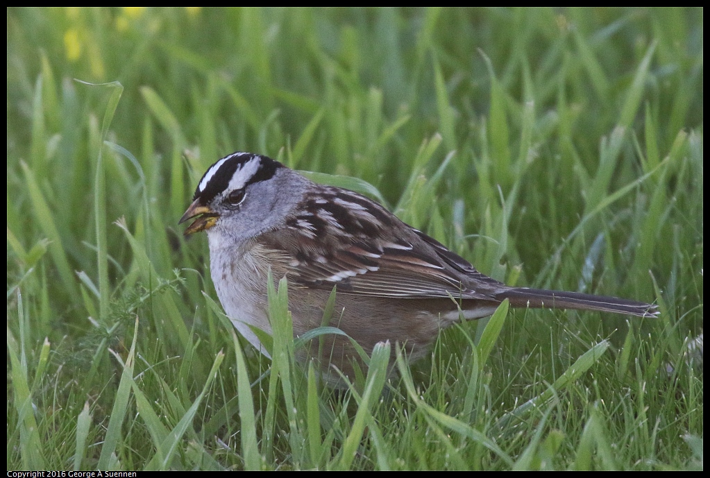 1217-163013-02.jpg - White-crowned Sparrow