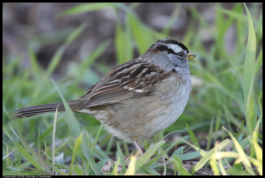1217-163039-01.jpg - White-crowned Sparrow