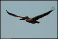 
Brown Pelican - Richmond, Ca - December 17, 2016
