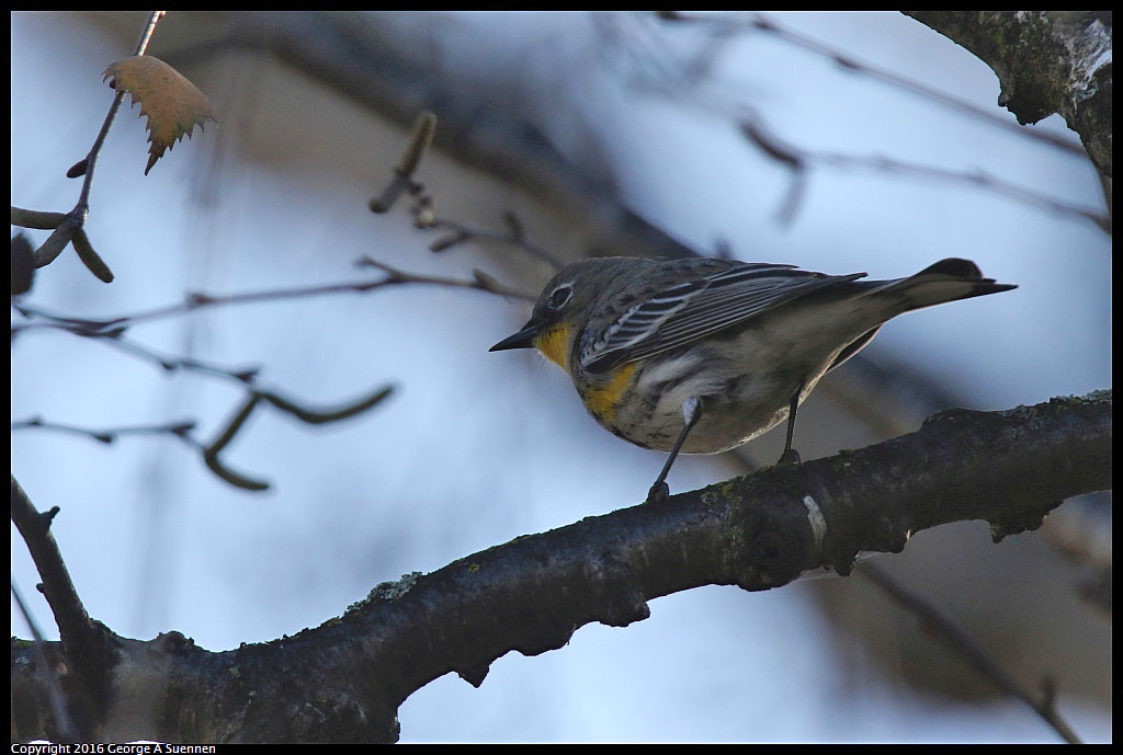 1230-152315-01.jpg - Yellow-rumped Warbler