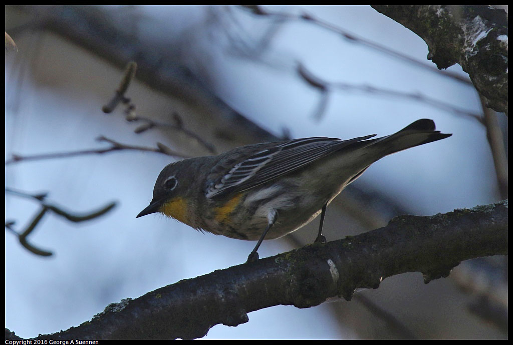 1230-152315-02.jpg - Yellow-rumped Warbler