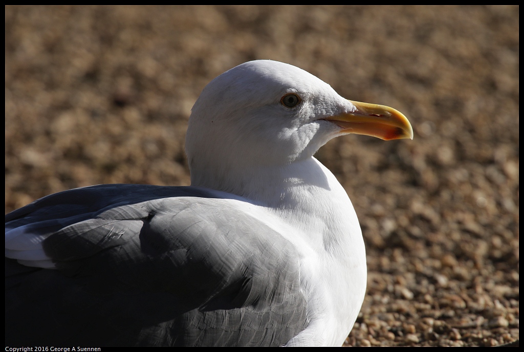 1230-152816-02.jpg - California Gull