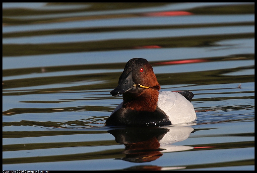1230-154033-01.jpg - Canvasback (with rubberband)