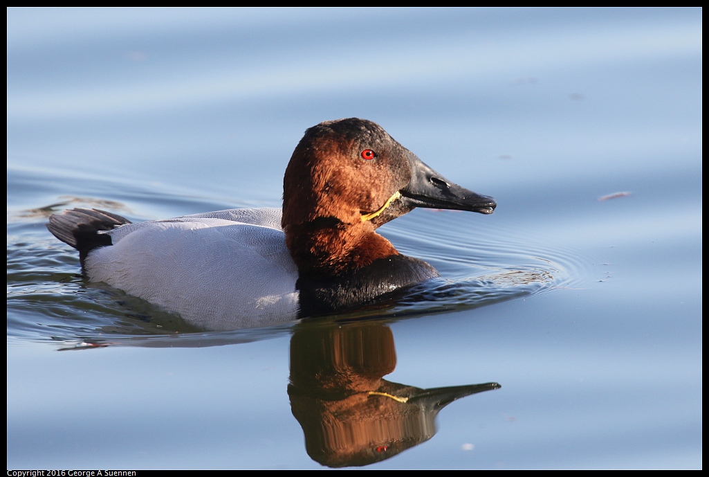 1230-154104-02.jpg - Canvasback (with rubberband)