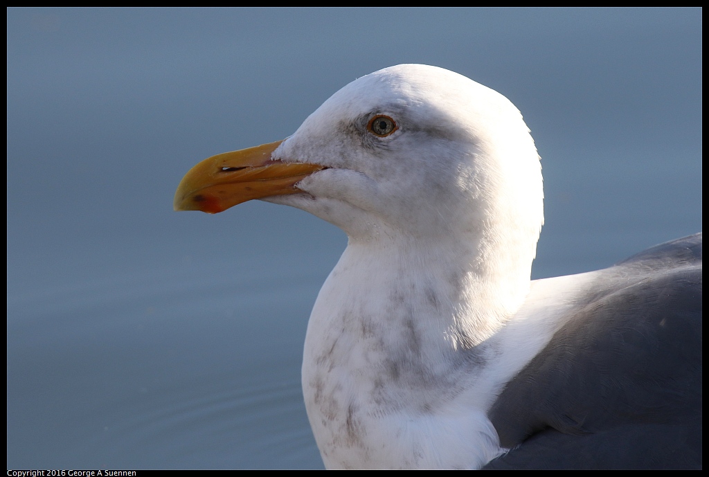 1230-154414-02.jpg - California Gull