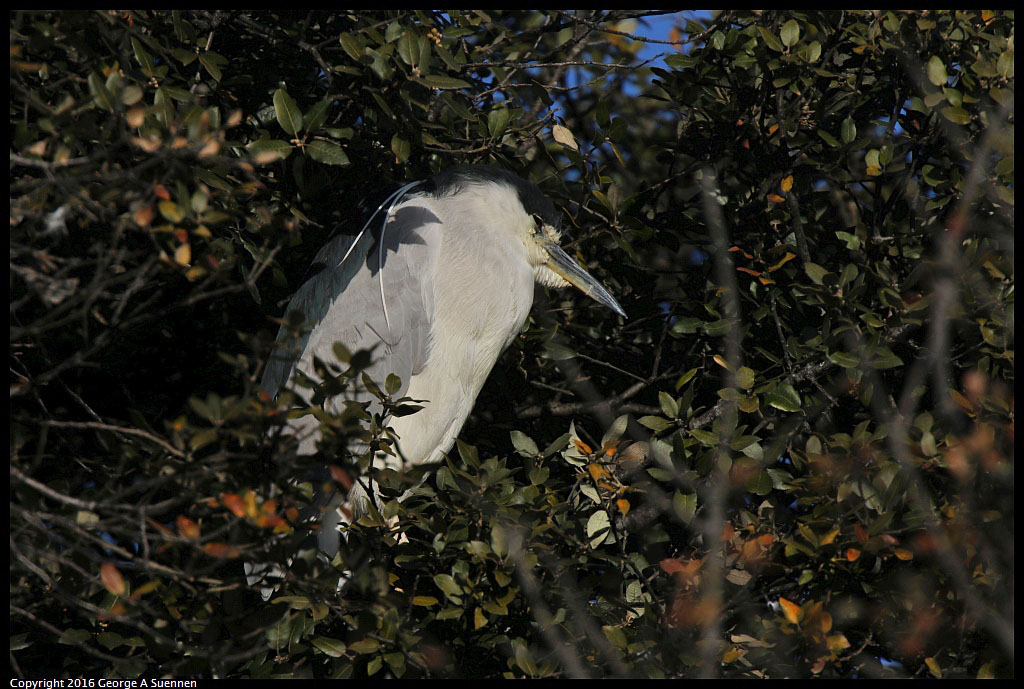 1230-154947-01.jpg - Black-crowned Night Heron