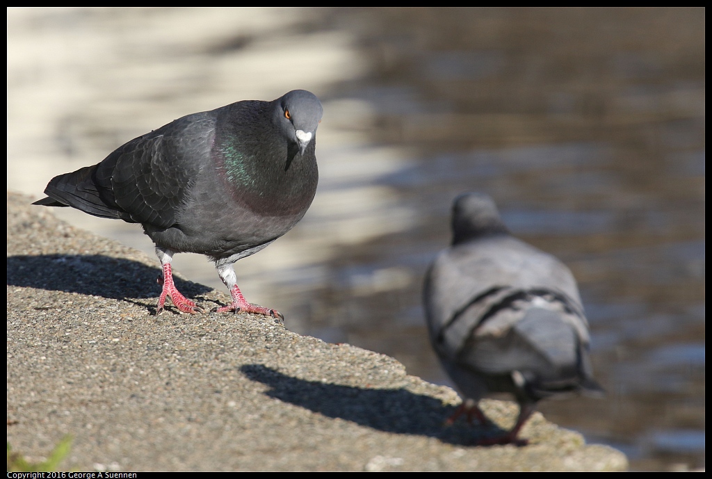 1230-160006-01.jpg - Rock Pigeon