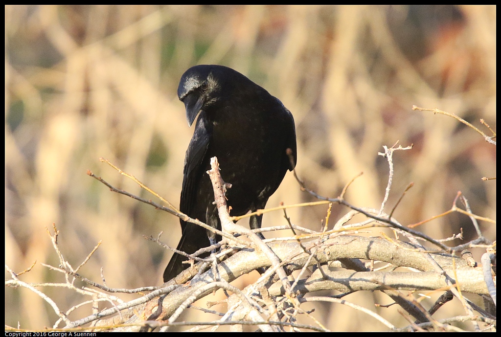 1230-171419-04.jpg - American Crow