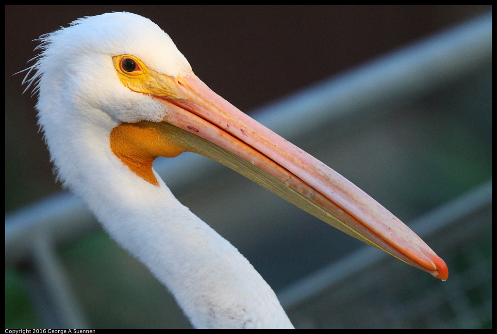 1230-172900-02.jpg - White Pelican