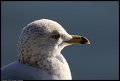 
Ring-billed Gull - Oakland, Ca - December 30, 2016
