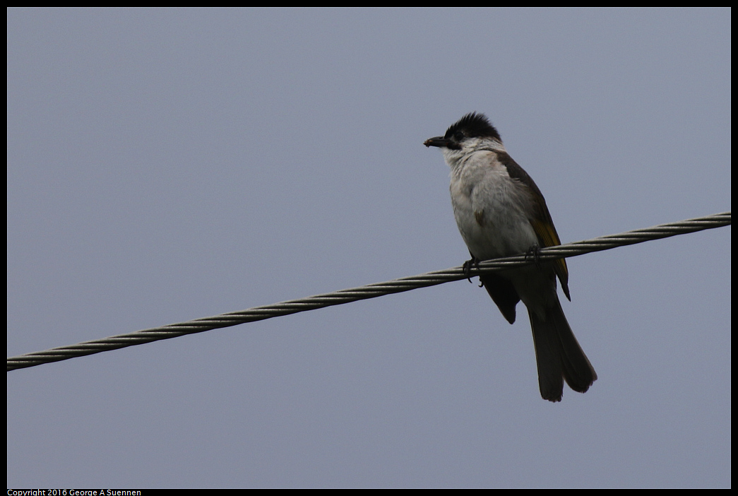 
Whited-vented Bulbul
