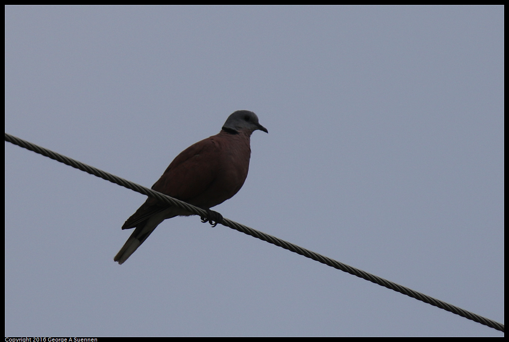 
Red Turtle Dove - Taitung, Taiwan - July 4, 2016

