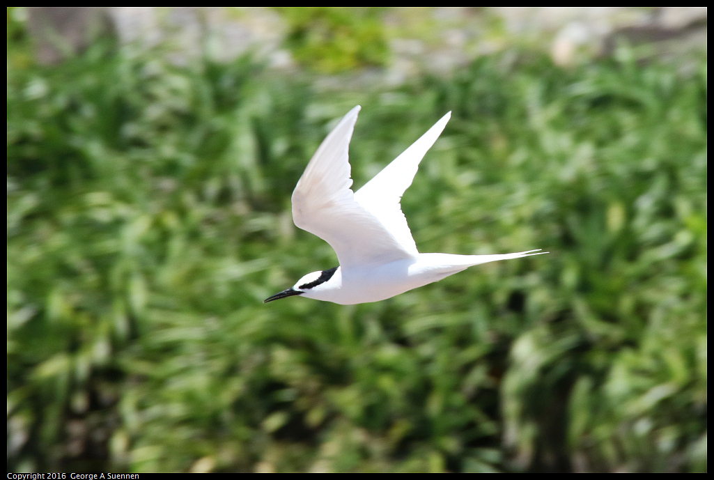 
Black-naped Tern
