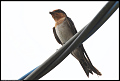 
Pacific Swallow
