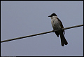 
Whited-vented Bulbul
