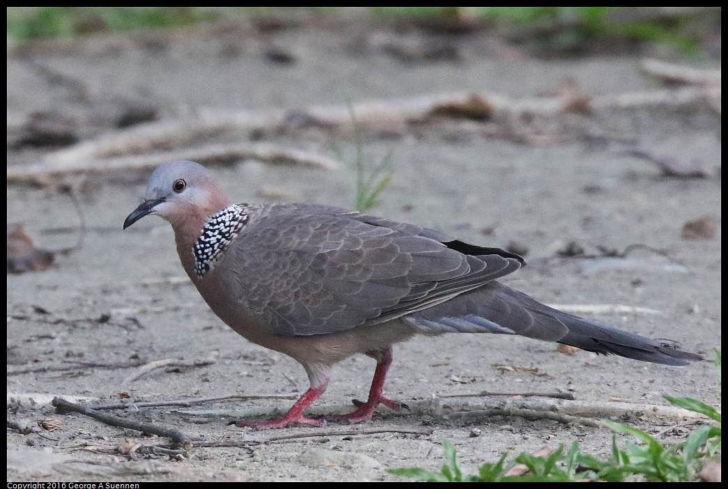 
Spotted-necked Dove - Kaohsiung, Taiwan - July 22, 2016
