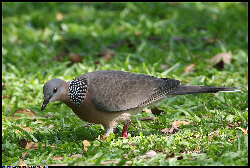 
Spotted-necked Dove
