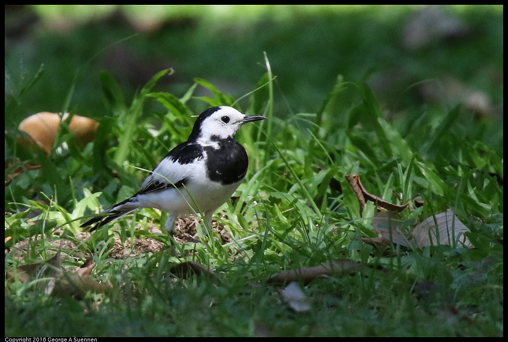 
White Wagtail
