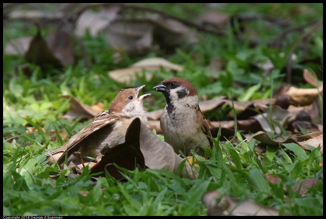
Tree Sparrow

