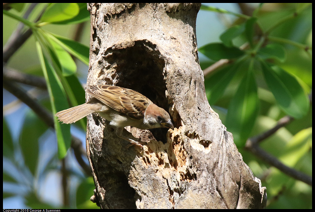 
Tree Sparrow
